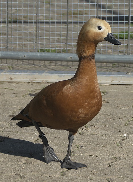 期媲美