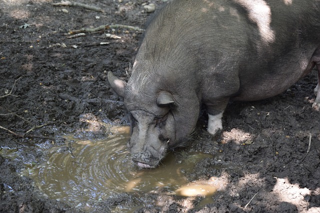 阵恩比德领 阵恩比德领